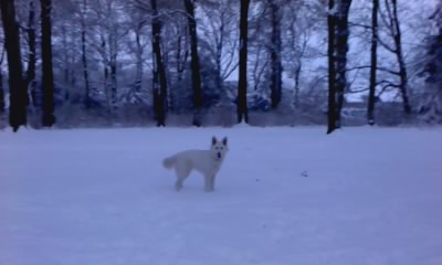 Fotos/sterre/24 december/P201210_08.28_[02][1].jpg